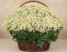 Цветочная композиция из Ромашки в корзине #REPLACE_PRED# Лунино
